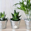 MINI PLANTE EN POT ZINC PERSONNALISABLE 'LIMIFO'