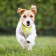 COLLIER VISIBILITE ANIMAUX PERSONNALISABLE 'DOGGY'