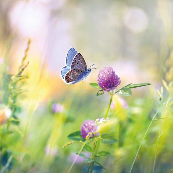 BOMBE À GRAINES PUBLICITAIRE 'BOULY'