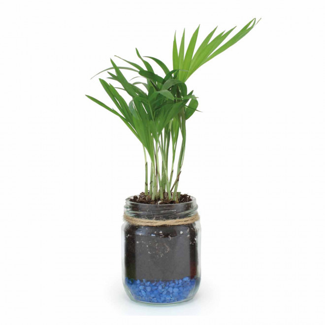 MINI PLANTES DEPOLLUANTES PERSONNALISABLES MIF 'ALORA'
