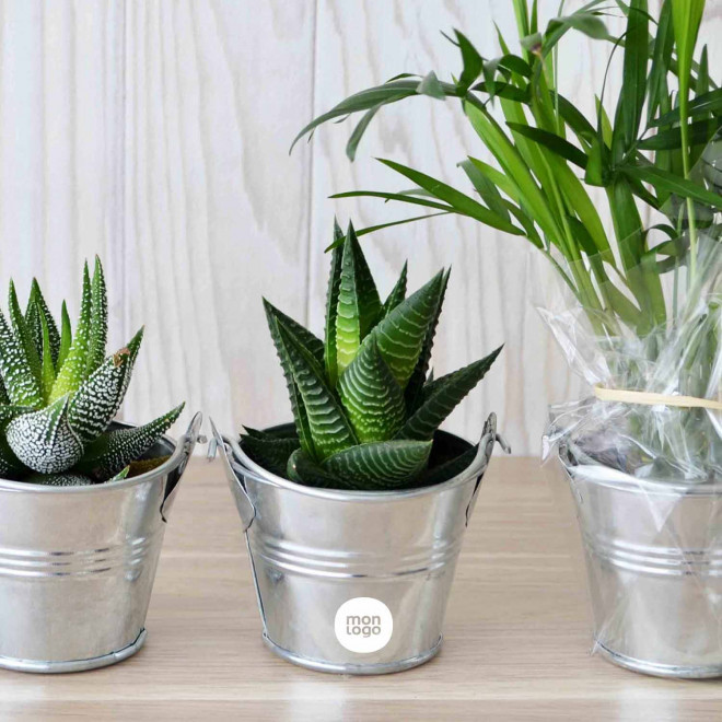 MINI PLANTE EN POT ZINC PERSONNALISABLE 'LIMIFO'
