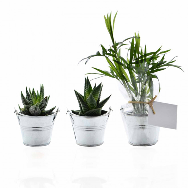 MINI PLANTE EN POT ZINC PERSONNALISABLE 'LIMIFO'