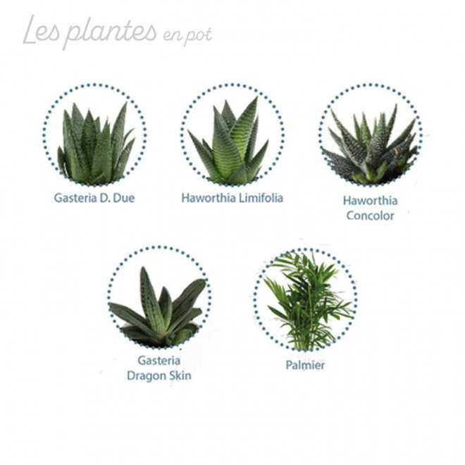 PLANTE POT EN BOUTEILLE RECYCLE PERSONNALISEE 'PINO'