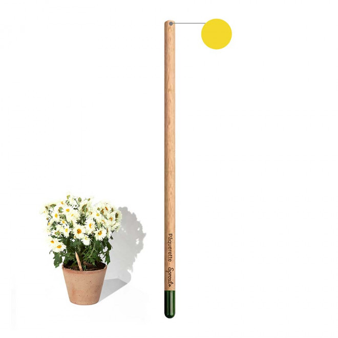 CRAYON COULEUR GRAINES PERSONNALISABLE 'POUSS COLOR' - marguerite