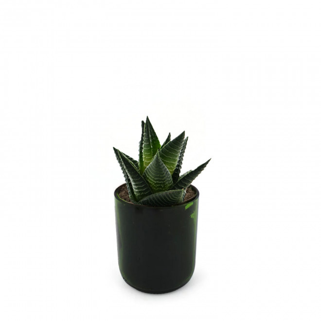 PLANTE POT EN BOUTEILLE RECYCLE PERSONNALISEE 'PINO' - Haworthia Limifolia