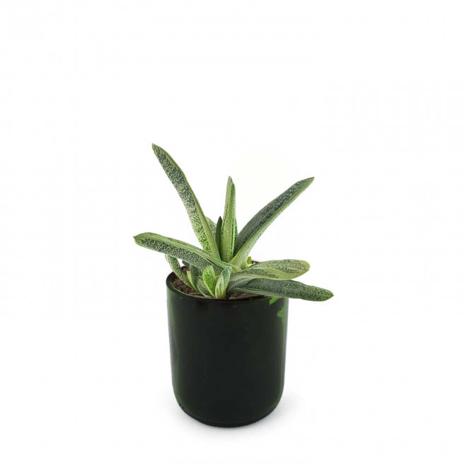 PLANTE POT EN BOUTEILLE RECYCLE PERSONNALISEE 'PINO' - g_dragonskin