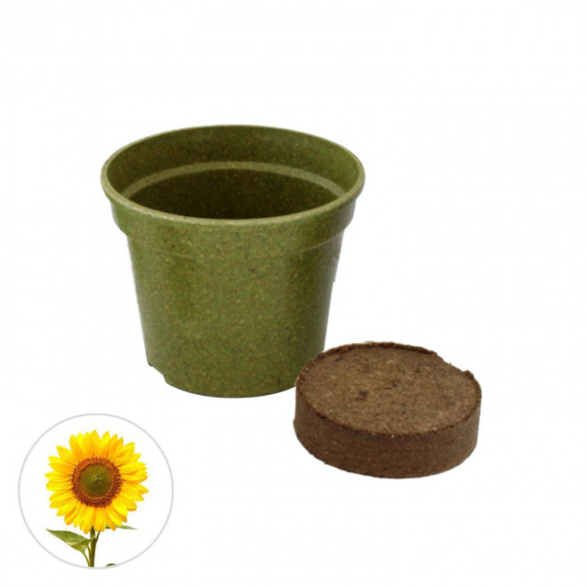 KIT PLANTATION PAILLE RIZ PERSONNALISABLE 'ARROSY COLOR' - vert