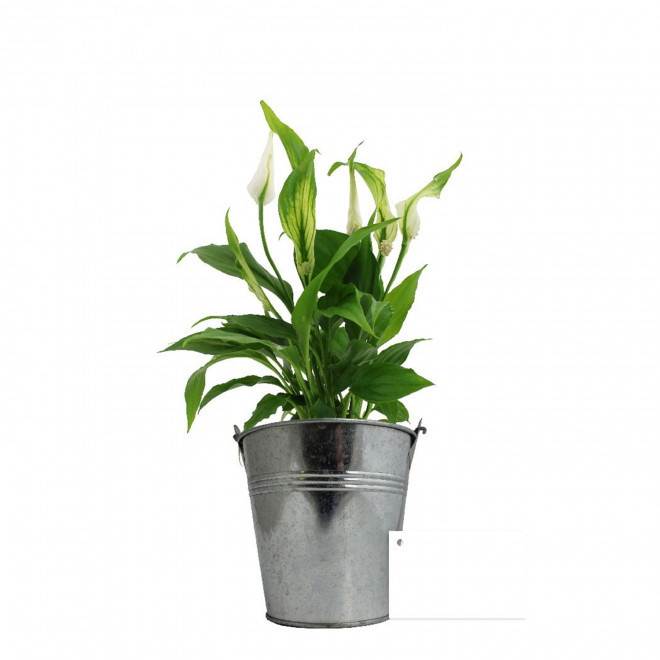 GRANDE PLANTE EN POT DE ZINC PERSONNALISABLE 'LUMIFO' - Spathyphillum