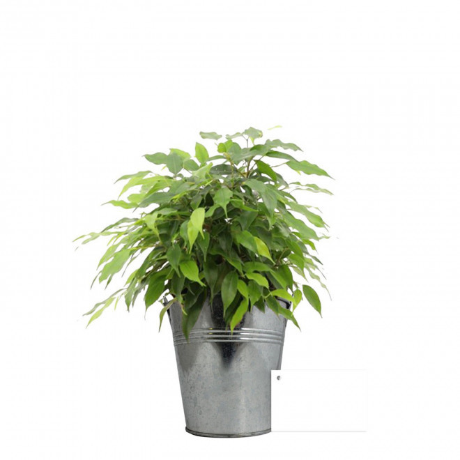 GRANDE PLANTE EN POT DE ZINC PERSONNALISABLE 'LUMIFO' - Ficus