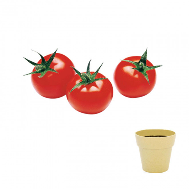 KIT DE PLANTATION BIODÉGRADABLE PERSONNALISÉ 'ARROSY' - tomate cerise
