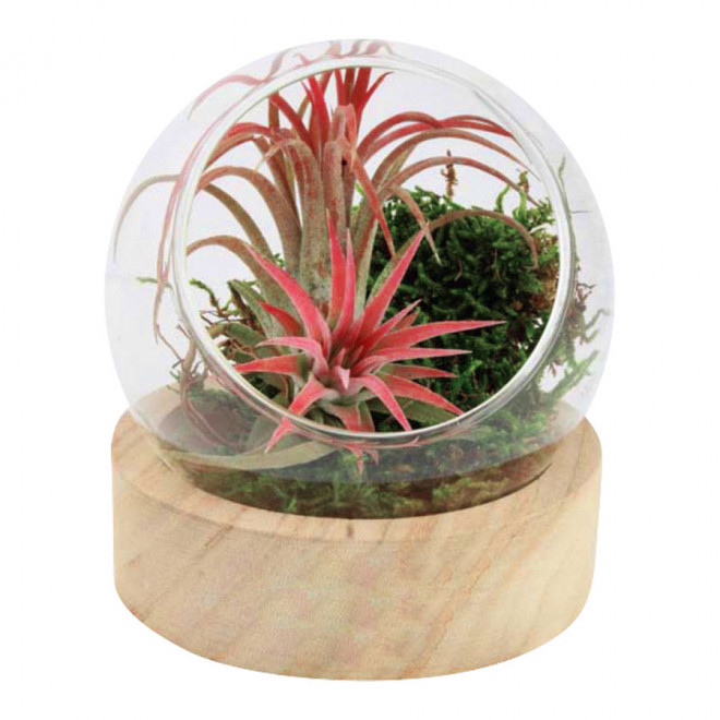 TERRARIUM PERSONNALISÉ EN VASE AVEC SOCLE EN BOIS 'RALINA' - bois