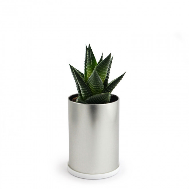 CANETTE À PLANTE DÉPOLLUANTE PERSONNALISABLE 'PLANTY' - Haworthia Limifolia