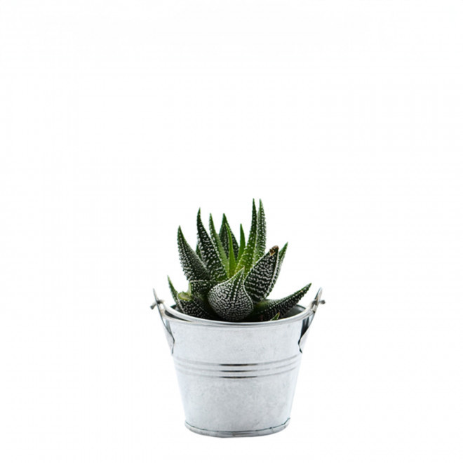 MINI PLANTE EN POT ZINC PERSONNALISABLE 'LIMIFO' - Haworthia Concolor
