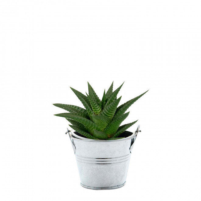 MINI PLANTE EN POT ZINC PERSONNALISABLE 'LIMIFO' - Gasteria D. Due