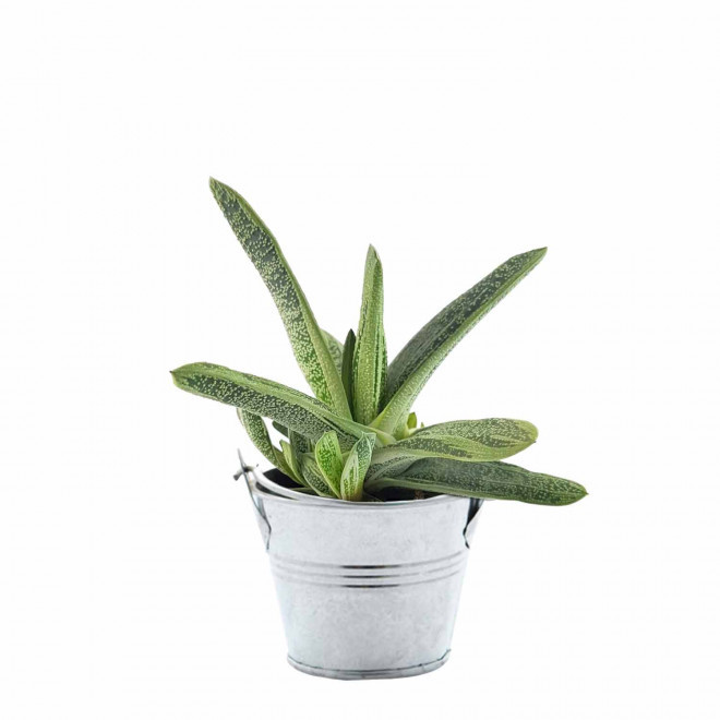 MINI PLANTE EN POT ZINC PERSONNALISABLE 'LIMIFO' - Gasteria Dragon Skin