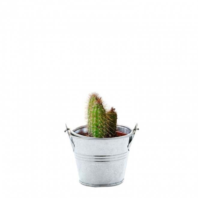MINI PLANTE EN POT ZINC PERSONNALISABLE 'LIMIFO' - cactus