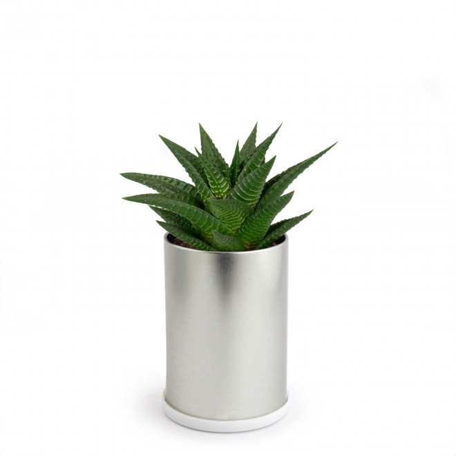 CANETTE À PLANTE DÉPOLLUANTE PERSONNALISABLE 'PLANTY' - Gasteria D. Due