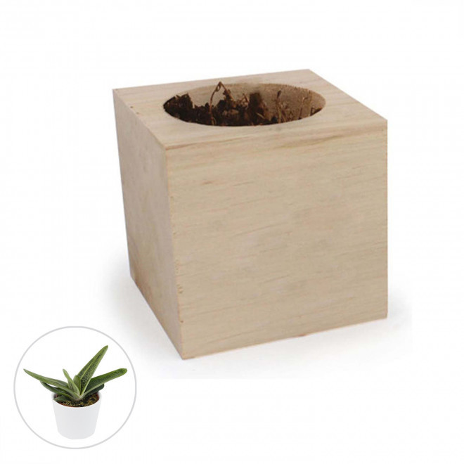 CUBE EN BOIS PUBLICITAIRE AVEC PLANTE OU ARBRE 'HARWOR' - Gasteria Dragon Skin