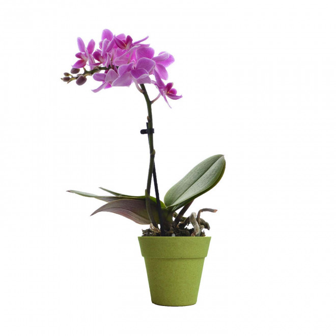 ORCHIDEE PERSONNALISABLE EN POT COLORE 'ORHIDEE' - vert/rose