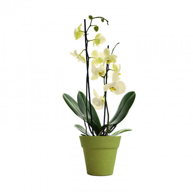 ORCHIDEE PERSONNALISABLE EN POT COLORE 'ORHIDEE' - vert/jaune