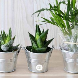 MINI PLANTE EN POT ZINC PERSONNALISABLE 'LIMIFO'