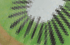 kiwi kiwi