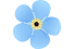 myosotis