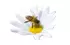 fleurs abeille fleurs abeille