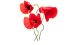 coquelicot coquelicot