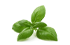 basilic basilic