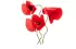coquelicot
