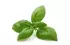 basilic basilic