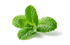 menthe menthe