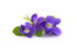 violette violette