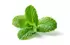 menthe menthe