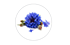 bleuet bleuet