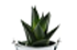 Haworthia Limifolia Haworthia Limifolia