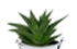 Gasteria_due Gasteria_due