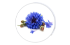 bleuet bleuet
