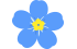 myosotis myosotis