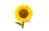 tournesol tournesol