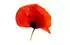 coquelicot coquelicot