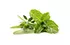 mélange d'herbes aromatiques mélange d'herbes aromatiques