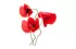 coquelicot coquelicot