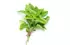 basilic basilic