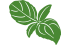 basilic basilic