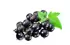 cassis cassis