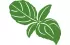 basilic