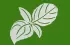basilic basilic
