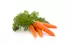 carottes carottes